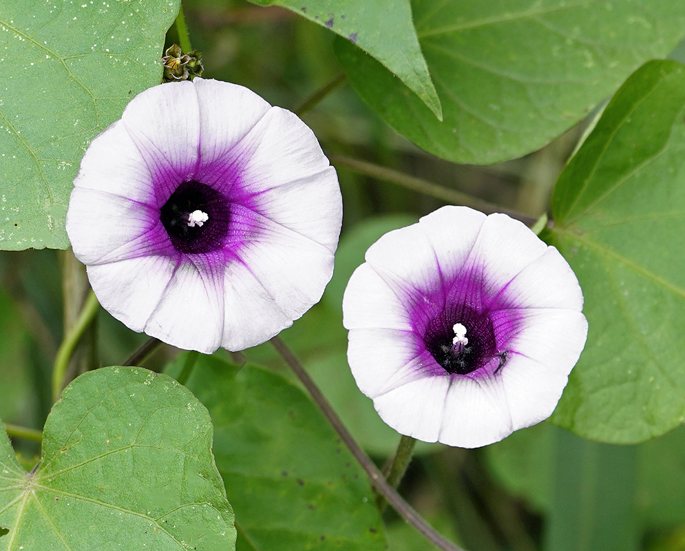 White Ipomoea batatas flower with a purple center and white stamens